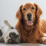 Hills Pet of the Month Sweepst...